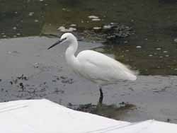 Aigrette