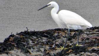 aigrette