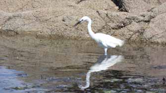 aigrette