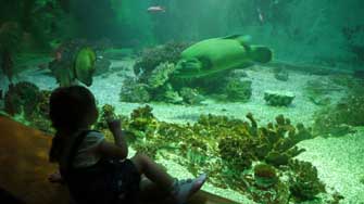 Lylie devant les poissons du lagon