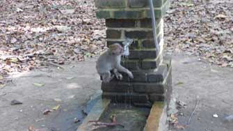 singe à Ubud