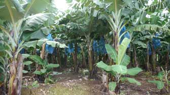 Bananeraie de la Plantation grand café