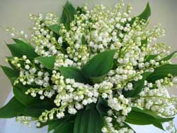 muguet