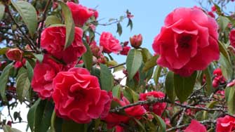 cam&eacute;lia cognassier