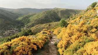 Cévennes