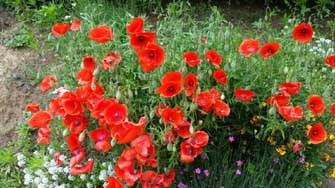 coquelicots