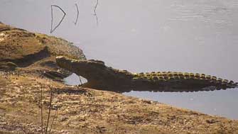 crocodile