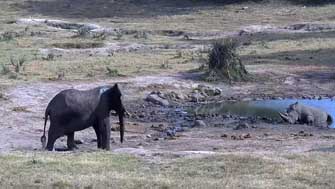 Eléphant Rhino