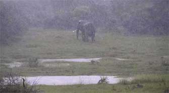 éléphant sous la pluie