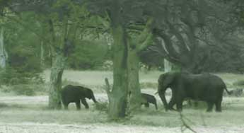 Les éléphants du Kruger