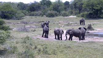 Eléphants Tembe