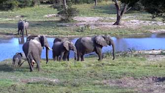 Eléphants Tembe