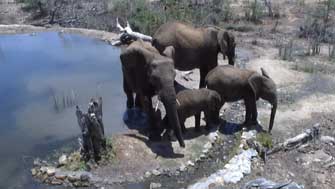 Famille d'éléphants