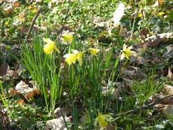 Le parc d'Ennery