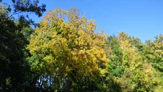 Parc de Fontenay