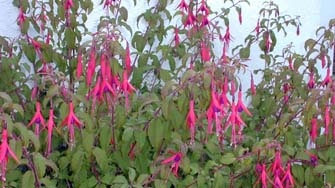 Fushia de Keridenvel
