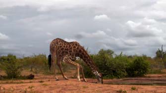 Girafe