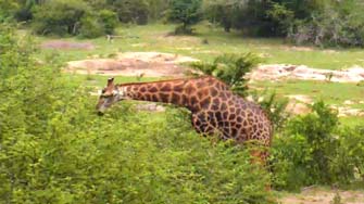 repas de la girafe