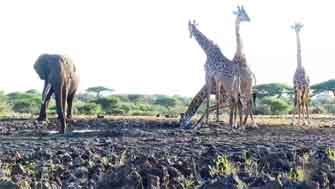girafes et éléphant