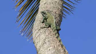 iguane