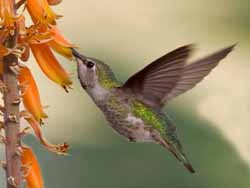 Colibri