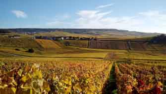 Vignes de champagne