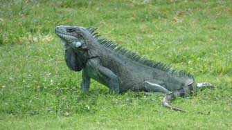 iguane