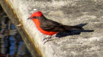 Oiseau méxicain