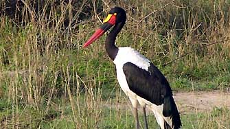 Jabiru