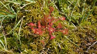 Drosera