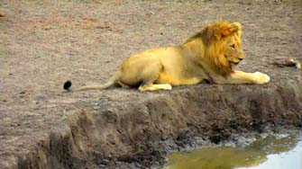 Lion à Nkorho pan