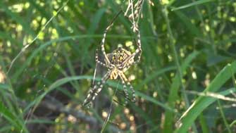 Argiope