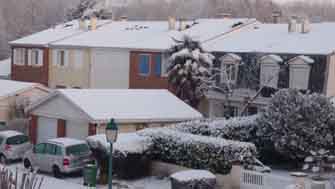 palmier sous la neige