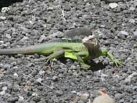 Iguane de la Guadeloupe