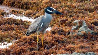 Un bihoreau-violac&eacute;