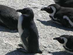 Les pingouins d'Afrique