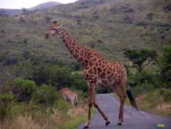 Girafes dans le parc Umfolozi