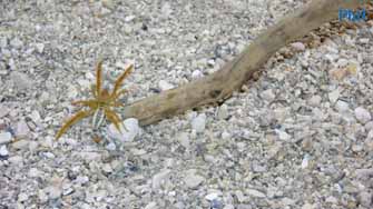 Solifugae ou scorpion du vent