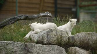 Lions blancs