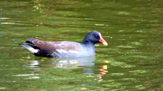 Poule d'eau