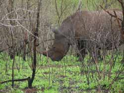 Rhinocéros blanc