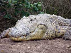 crocodile