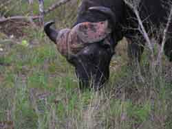 Buffles dans le Kruger