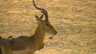 Impala et pic-boeuf