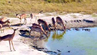 Impalas