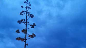 aagave