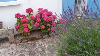 Lavande et hortensias