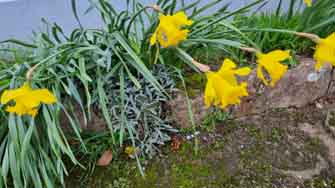 jonquilles