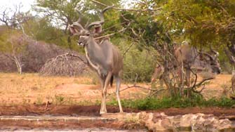 Kudu