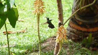 Colibri